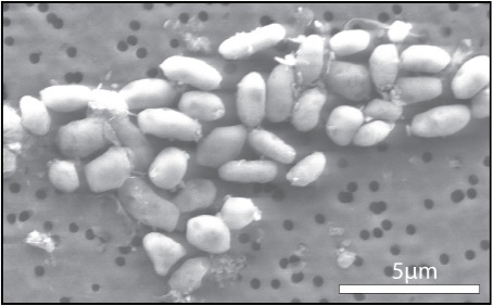 In einer Veröffentlichung im Jounral Science beschrieben Forscher 2010, das Bakterium des Stammes GFAJ-1 könne auf Arsen wachsen.